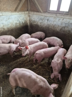 Purcei rasa de carne - imagine 2