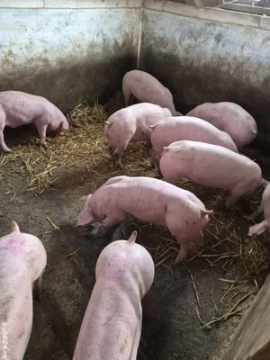 Purcei rasa de carne - imagine 3