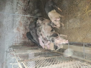 Porci de vânzare  - imagine 3