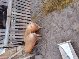 Vând porci durok!!!