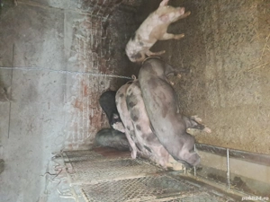 Porci de vânzare  - imagine 2