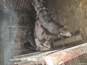 Porci de vânzare  - imagine 4