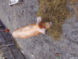 Vând porci duroc!! - imagine 3