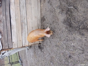 Vând porci duroc!! - imagine 4