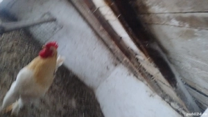 Vând cocoși brahma și un cocos moțat și incaltat de anul trecut  - imagine 4