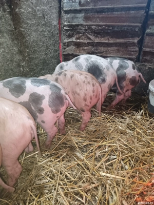 Purcei rasa Pietran si Duroc  - imagine 5