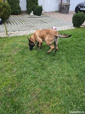 Caltelusa mallinois belgian - imagine 4