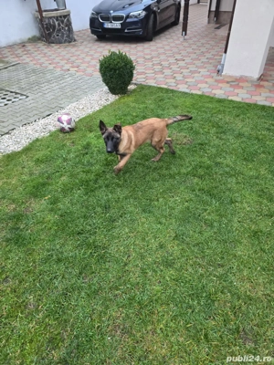 Caltelusa mallinois belgian - imagine 3