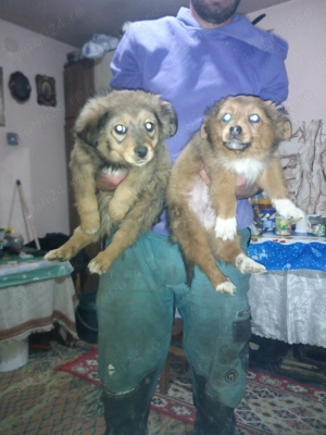 Pichinez imperial  cateii - imagine 2