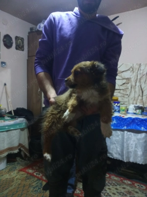 Pichinez imperial  cateii