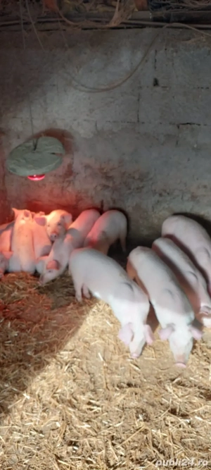 Vând purcei Landrace - imagine 2