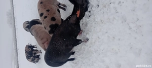 De vânzare  - imagine 4