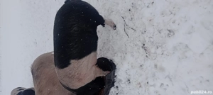 De vânzare  - imagine 3