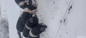 De vânzare  - imagine 2