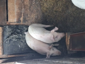 Vand scrofițe marele alb cu duroc