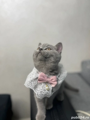 Pisica british blue shorthair (femela) - imagine 3