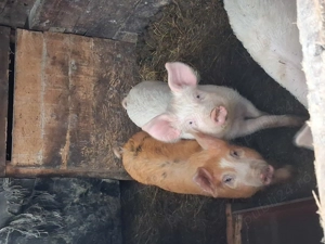 Vand scrofițe marele alb cu duroc - imagine 2