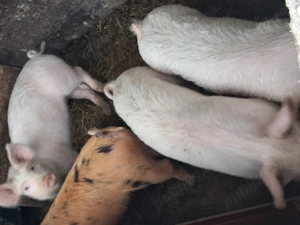 Vand scrofițe marele alb cu duroc - imagine 5