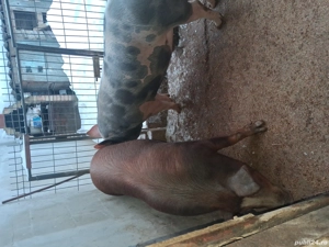 Vand scroafa duroc si porc petrean  - imagine 3