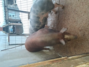 Vand scroafa duroc si porc petrean  - imagine 5