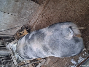 Vand scroafa duroc si porc petrean  - imagine 4