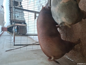 Vand scroafa duroc si porc petrean  - imagine 2