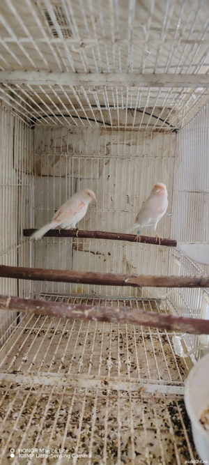 disponibil canari  - imagine 2