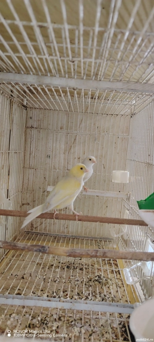 disponibil canari  - imagine 3