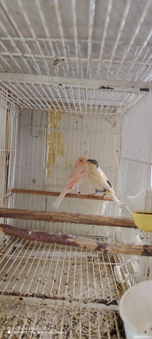 disponibil canari  - imagine 4