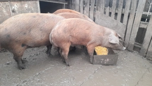 Cauta casa noua! - imagine 3