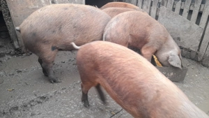 Cauta casa noua! - imagine 2