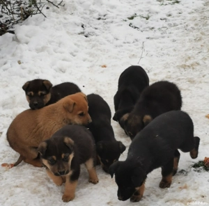 Catelusi pentru adoptie - imagine 2