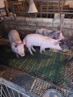 Vând purcei pietrean - imagine 4