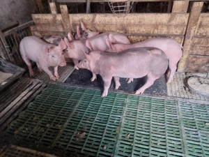 Vând purcei pietrean