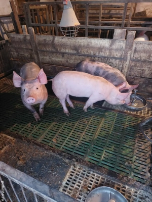 Vând purcei pietrean - imagine 3