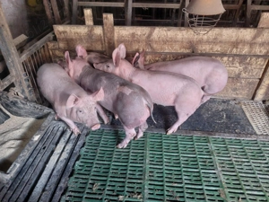 Vând purcei pietrean - imagine 2