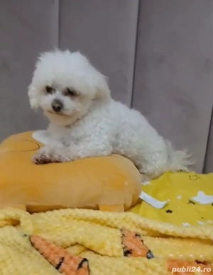 Bichoni femela 