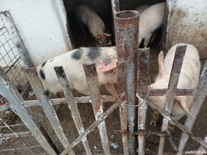 Porci șoldani de vânzare  - imagine 3