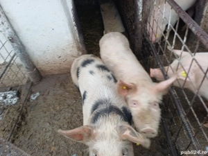 Porci șoldani de vânzare  - imagine 2