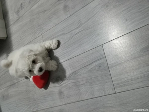 Vand bichon maltez mini toy