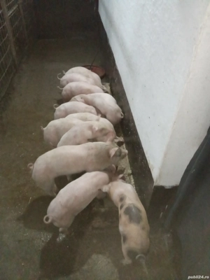 Purcei de vânzare  - imagine 2