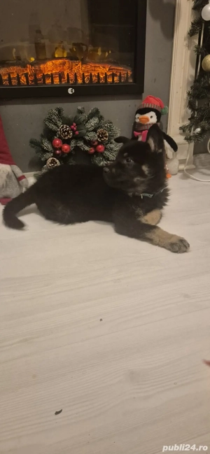 Pui de caine Ciobanesc German (lup) - imagine 3