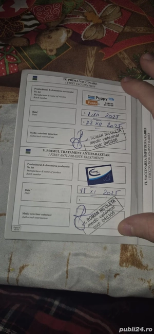 Pui de caine Ciobanesc German (lup) - imagine 4