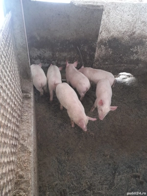 purcei de vânzare  - imagine 2