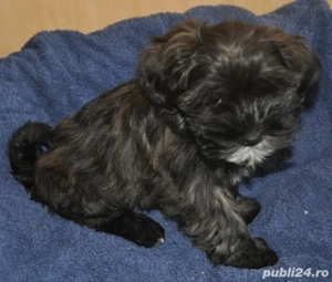 bichon havanez negru vaccinat 