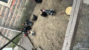 Vând sau schimb cocosi - imagine 2