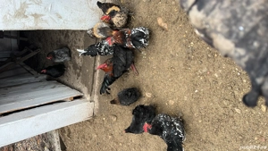 Vând sau schimb cocosi