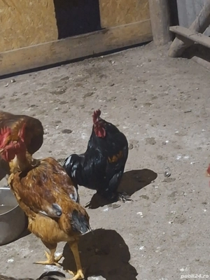 Vând sau schimb cocosi - imagine 3