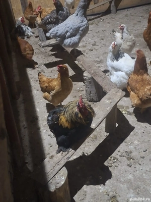 Vând sau schimb cocosi - imagine 4