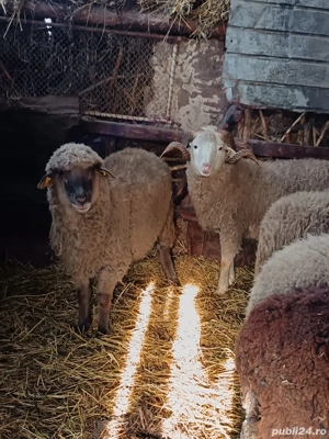 Berbeci de vânzare  - imagine 2